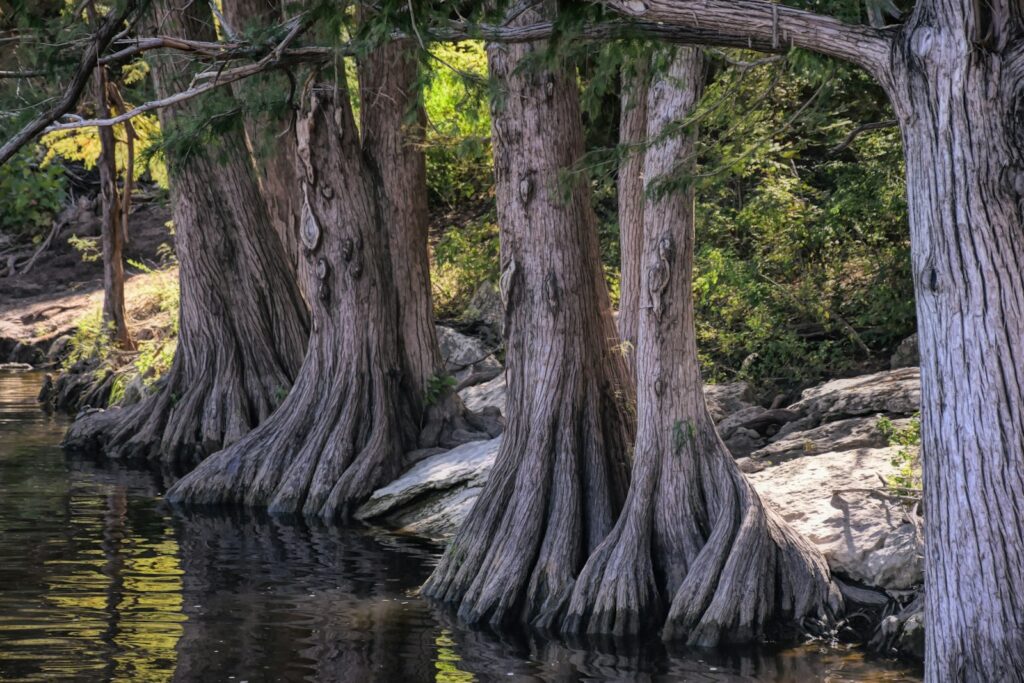 Cypress trees in the Texas Hill Country