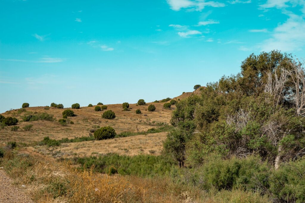 A sunny Texas Hill Country field with trees