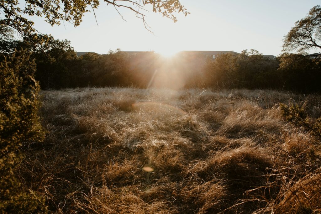 Sunlight through trees in a Texas Hill Country field
